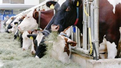 T&uuml;rkiye İstatistik Kurumu&rsquo;nun (T&Uuml;İK) verilerine g&ouml;re, ticari s&uuml;t işletmeleri tarafından