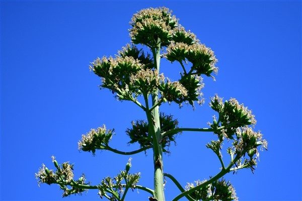 Halk arasında &ldquo;sabır otu&rdquo; olarak bilinen Agave Bitkisi Beylikd&uuml;z&uuml;&rsquo;nde &ccedil;i&ccedil;ek