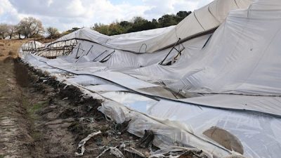 Antalya B&uuml;y&uuml;kşehir Belediyesi Tarımsal Hizmetler Dairesi Başkanlığı ekipleri, 23 Ekim&rsquo;de