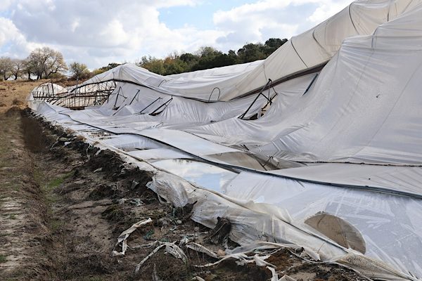 Antalya B&uuml;y&uuml;kşehir Belediyesi Tarımsal Hizmetler Dairesi Başkanlığı ekipleri, 23 Ekim&rsquo;de