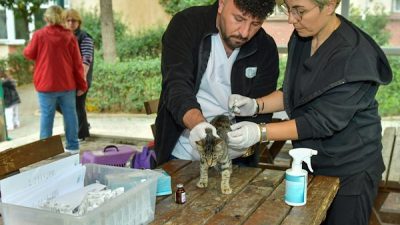 Esenyurt Belediyesi Veteriner İşleri M&uuml;d&uuml;rl&uuml;ğ&uuml; tarafından , Esenkent ve Aşık