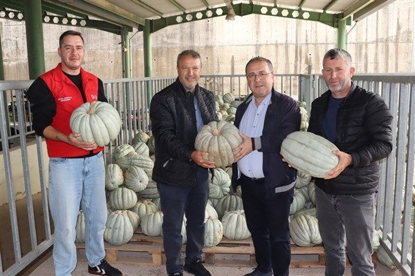 Kırsal Hizmetler M&uuml;d&uuml;rl&uuml;ğ&uuml; tarafından ekimi yapılan 4 d&ouml;n&uuml;ml&uuml;k tarladan yaklaşık