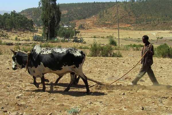 Etiyopya Başbakanı Ahmed Ali, G20 G&uuml;ney Afrika Zirvesi&rsquo;nde konuştu. Afrika&rsquo;nın