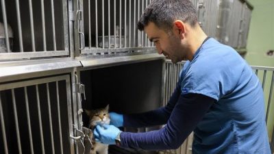 Buca Belediyesi, yeni kısırlaştırma &uuml;nitesi ile kedi kısırlaştırma sayısını artırdı.