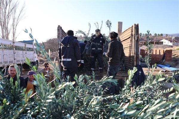 Zeytin fidanı desteğinden yararlanmak isteyen &uuml;reticiler başvurularını 7 Kasım&rsquo;a kadar