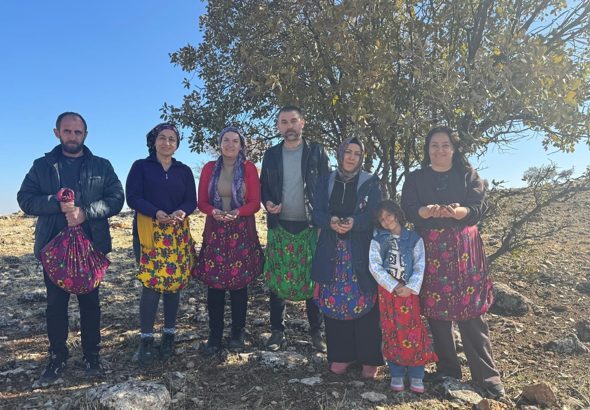 Toplanan palamutlar, Peyas il&ccedil;esine bağlı kırsal mahalleler ile mera alanlarında