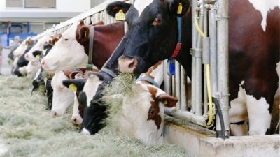 T&uuml;rkiye İstatistik Kurumu&rsquo;nun (T&Uuml;İK) verilerine g&ouml;re, ticari s&uuml;t işletmeleri tarafından