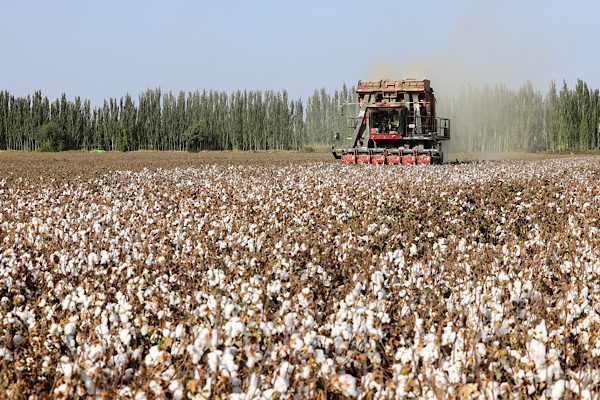 Xinjiang b&ouml;lgesi, 6 milyon 165 bin ton pamuk &uuml;retimiyle bu