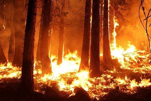 Antalya Orman B&ouml;lge M&uuml;d&uuml;rl&uuml;ğ&uuml;'nden yapılan a&ccedil;ıklamaya g&ouml;re;&nbsp;Serik Orman İşletme M&uuml;d&uuml;rl&uuml;ğ&uuml;