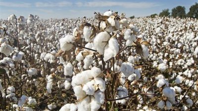 Kamuyu Aydınlatma Platformuna (KAP) yapılan a&ccedil;ıklamada, şirketin 79.000.000 TL'lik yurt