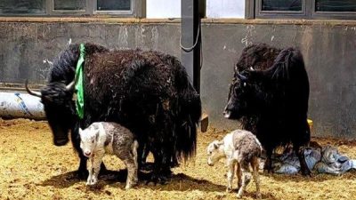 Çinli bilim insanları, Xizang Özerk Bölgesi’nde doğal yollarla dünyaya gelen