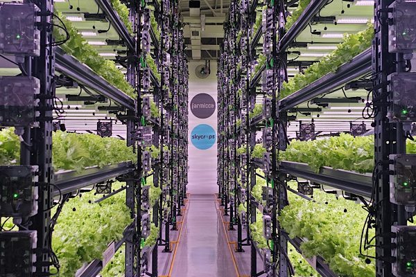 Tamamı yerli mühendislik ve yatırımla geliştirilen Farmicca, iklim kontrollü dikey