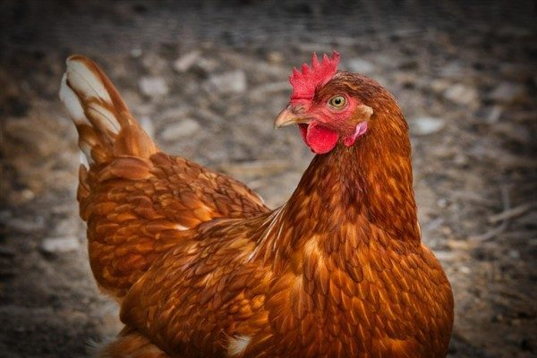 Türkiye İstatistik Kurumu (TÜİK) verilerine göre, Şubat ayında bir önceki