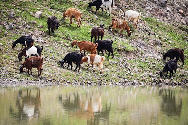 Tarımsal Hizmetler Dairesi tarafından yürütülen proje kapsamında, hayvanların su ihtiyacını