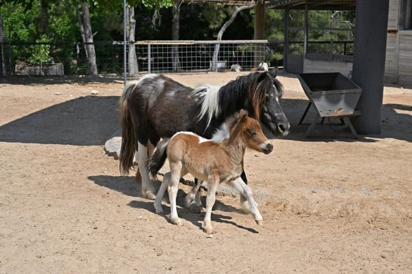 Antalya Büyükşehir Belediyesi Doğal Yaşam Parkı’nda zebra, papağan, midilli ve
