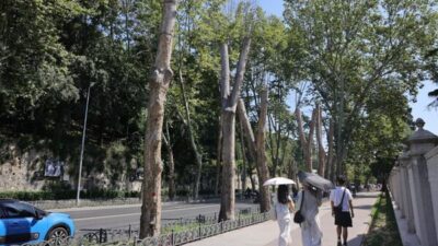 İstanbul Büyükşehir Belediyesi (İBB), Dolmabahçe ve Çırağan caddelerindeki tarihi çınar