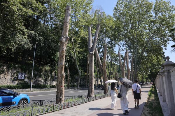 İstanbul Büyükşehir Belediyesi (İBB), Dolmabahçe ve Çırağan caddelerindeki tarihi çınar