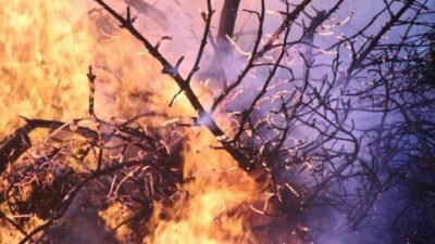 Valilikten yapılan açıklamaya göre, yangın 29 Temmuz saat 07.45 sıralarında