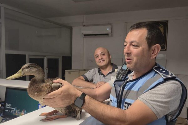 İzmir Büyükşehir Belediyesi zabıta ekipleri, Karşıyaka’da denetim sırasında araçların arasında