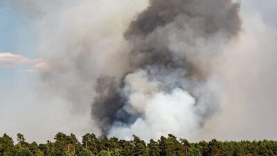 OGM, Balıkesir’in Edremit ilçesi ve Bilecik merkezde orman dışı alanlarda