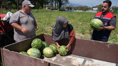 Düzce Belediyesi Tarım Akademisi arazisinde yetiştirilen yerli ve doğal karpuzların