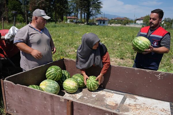 Düzce Belediyesi Tarım Akademisi arazisinde yetiştirilen yerli ve doğal karpuzların
